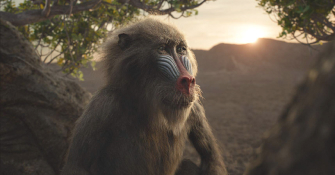 Photo de Rafiki